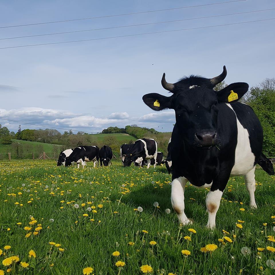 Organic milk, cheese, milkshakes, vegetables and farm tours!