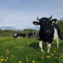Wild cow dairy organic milk vending machine Bromyard