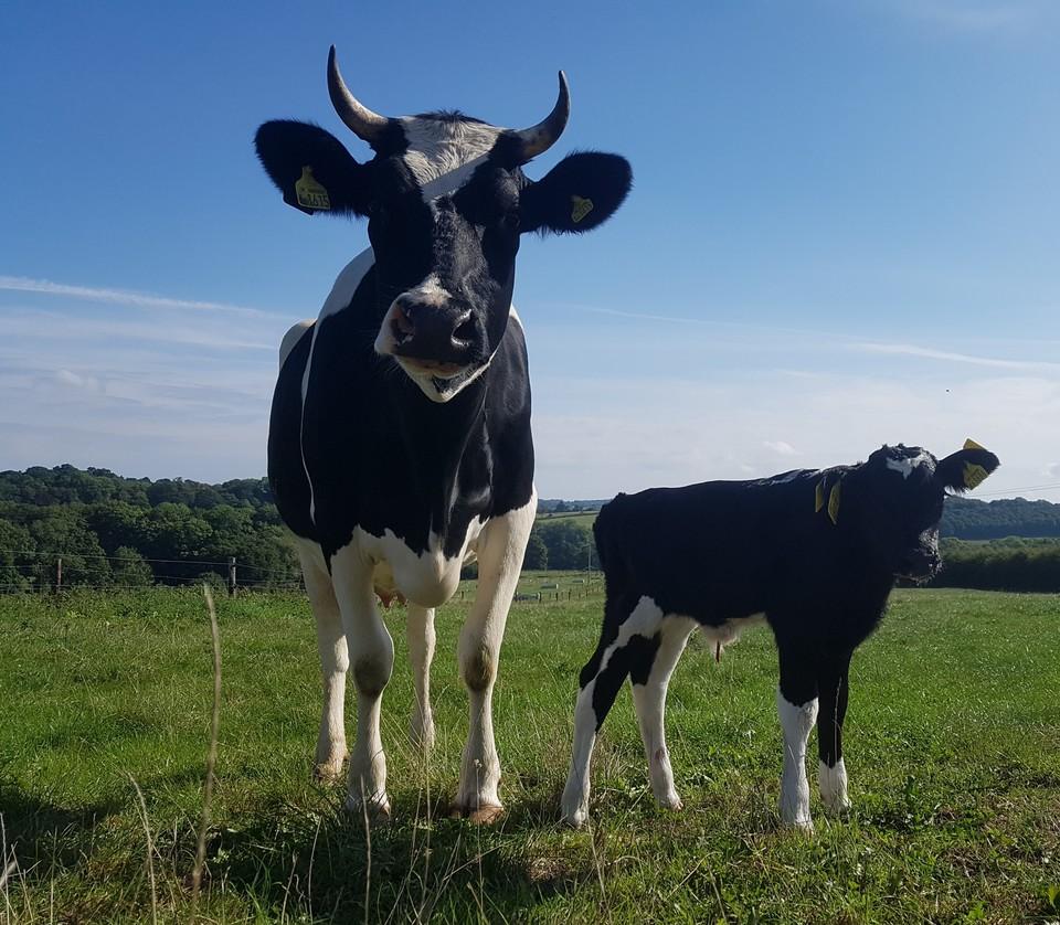 Wild cow experience tour - farm adventure!
