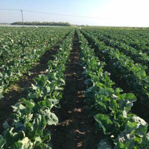 Bedlam Farms