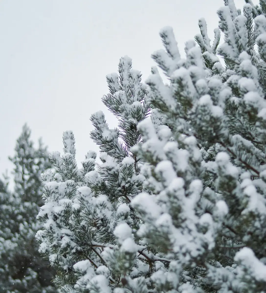 Live christmas trees sussex