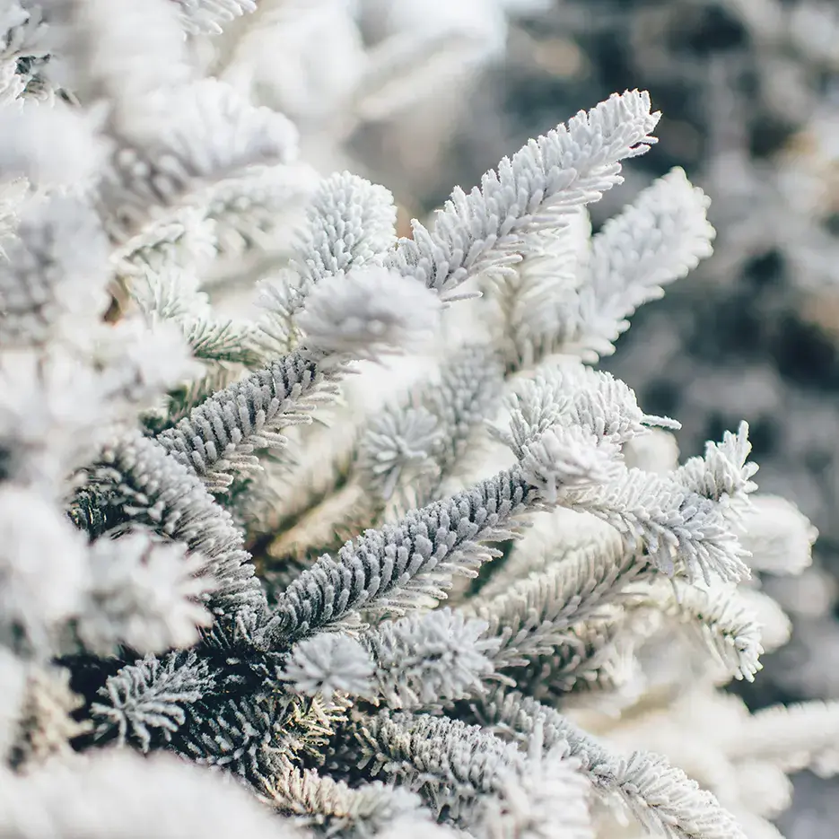 Littledown Farm Christmas Trees