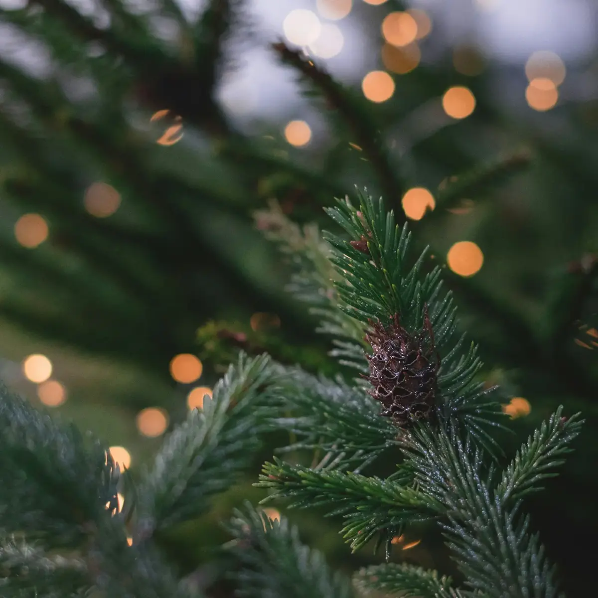 Stoke Goldington Christmas Trees