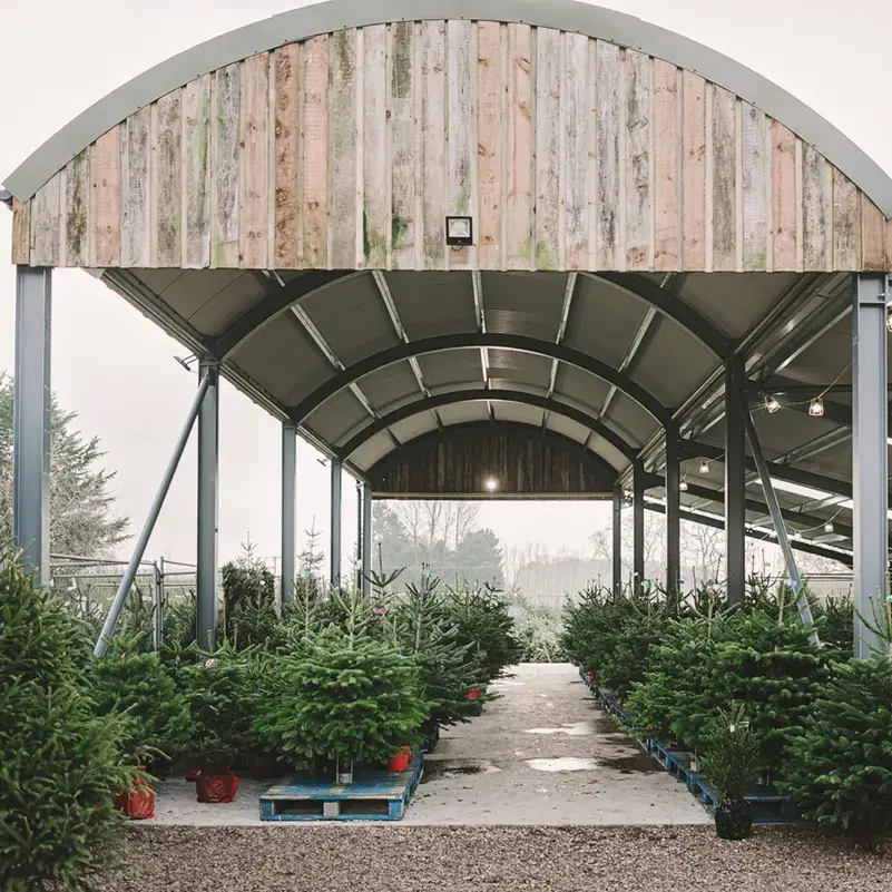 Live christmas trees sussex