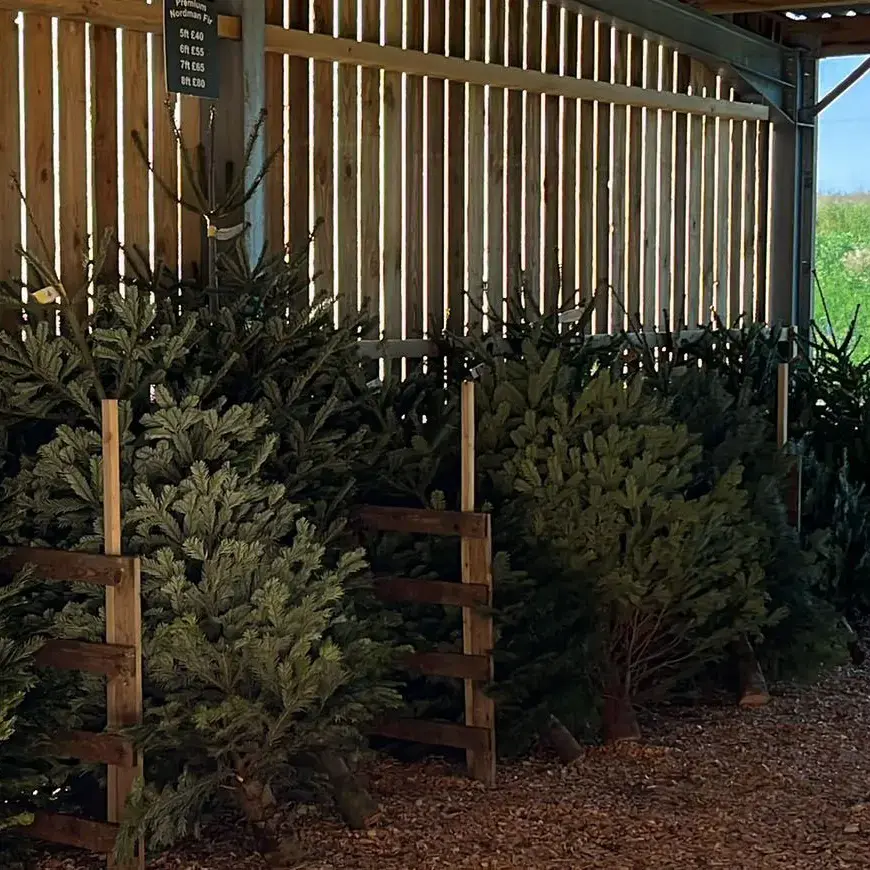 Christmas Trees at Tretawn Farm
