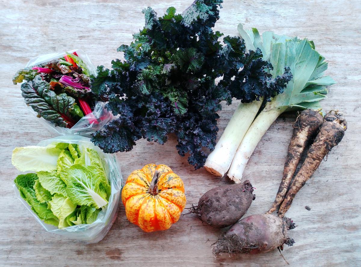 Waterland CSA organic vegetable shares starting in June